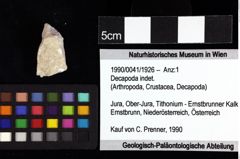 Foto (Objket + Etiketten) von Cracensigillatus acutirostris (Moericke, 1889) 